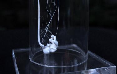 Reverse Substance, 45x6 cm. polymers, 3D printing, plexiglass, 2020